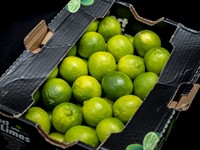 Lime 54st i kartong