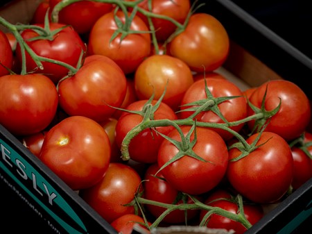 Tomater Kvist 5kg