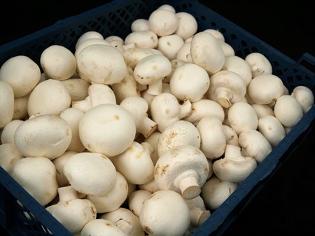 Färsk Champinjon 3 kg